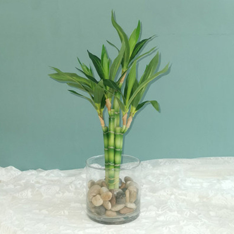 Outdoor Furniture Designer - New 40cm rFtificial Lucky Bamboo Succulent